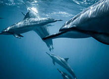 世界杯直播app下载-库里训练营一展出色状态 安排轮换是科尔当务之急